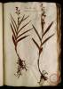  Fol. 28 

Alisma flore rubro. Damasonium tenuifolium Cordi.